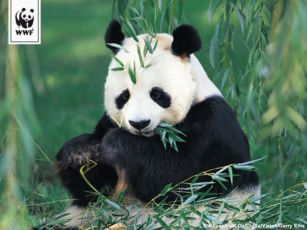 Panda