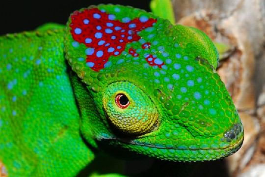 &copy;Jorn Kohler / WWF-Madagascar