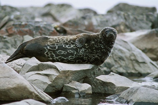 &copy;Jouni Koskela / WWF