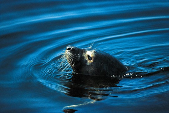 &copy;Mauri Rautkari / Ekokuva Oy / WWF