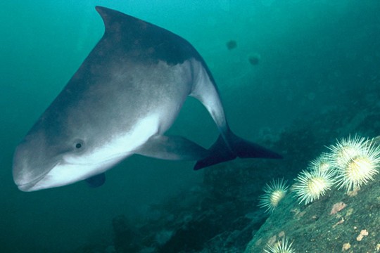 &copy;naturepl.com / Florian Graner / WWF