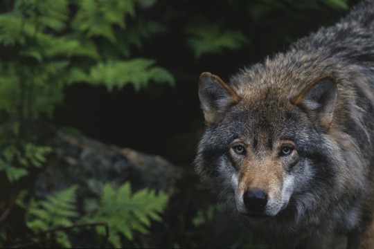 &copy;/ WWF