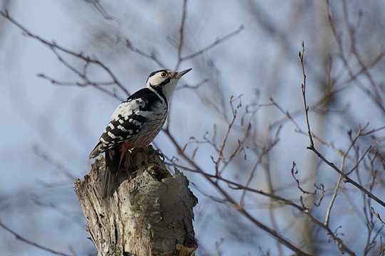&copy;Markus Keskitalo / WWF