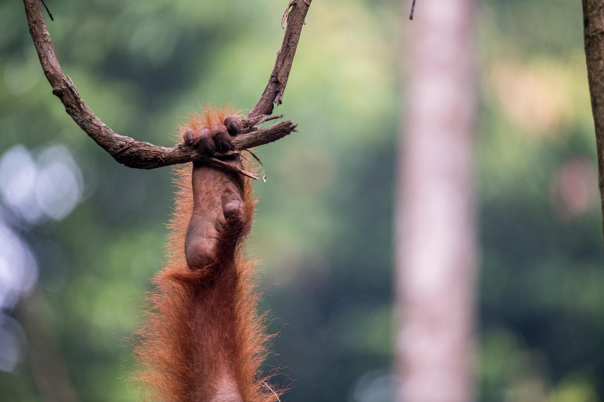 Orangit Orangit – WWF Suomi