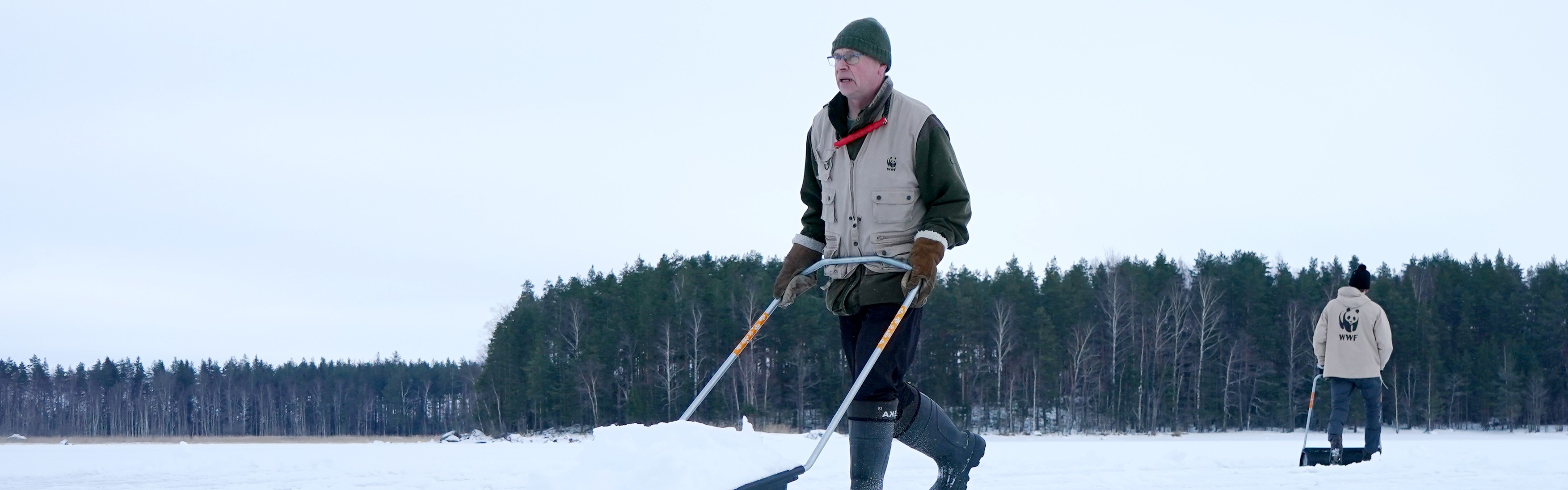 Saimaannorppa Tarvitsee Kinoksia Pesint ns Varten WWF Tarttui saimaannorppa-tarvitsee-kinoksia-pesint-ns-varten-wwf-tarttui