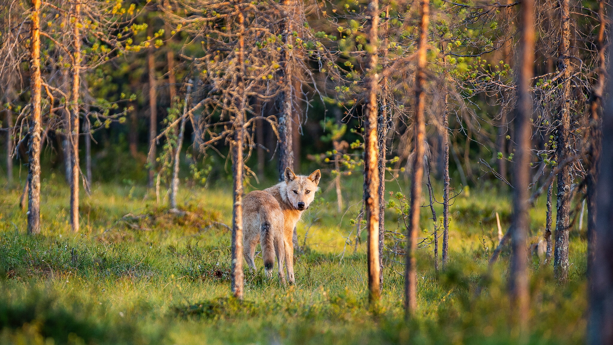 Erittäin uhanalaisen suden kannan kasvu pysähtyi kiintiömetsästykseen
