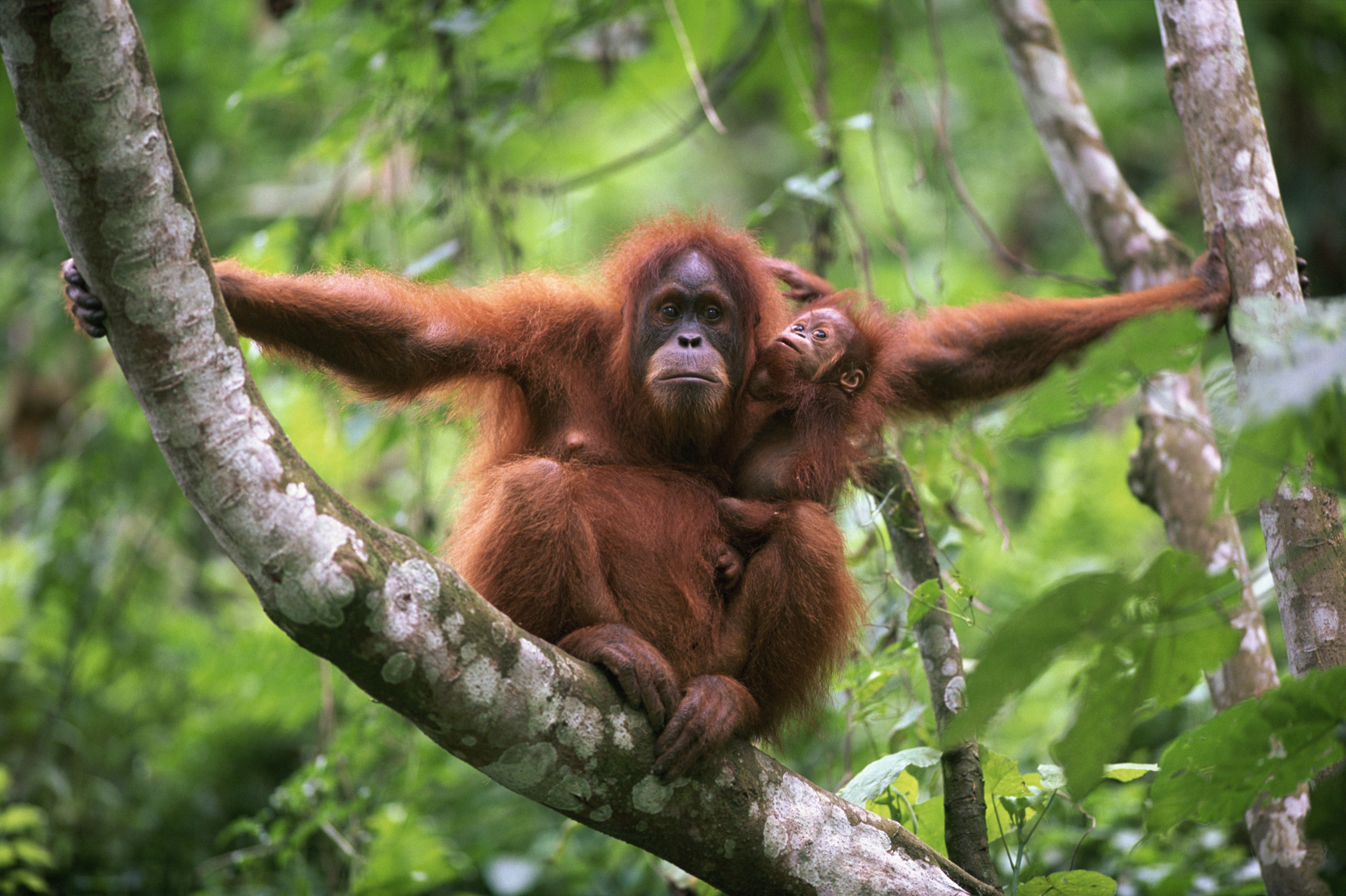 Orangit Orangit – WWF Suomi