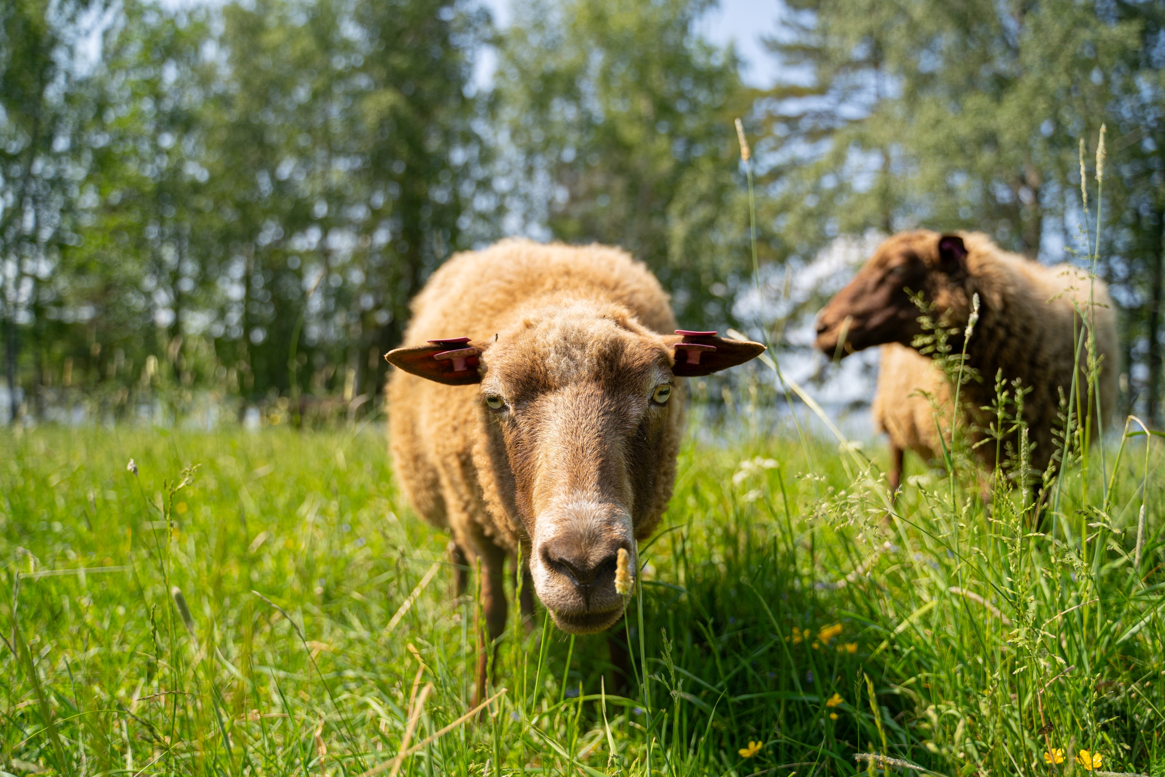 Lammas katsoo suoraan kohti kameraa vehreällä niityllä