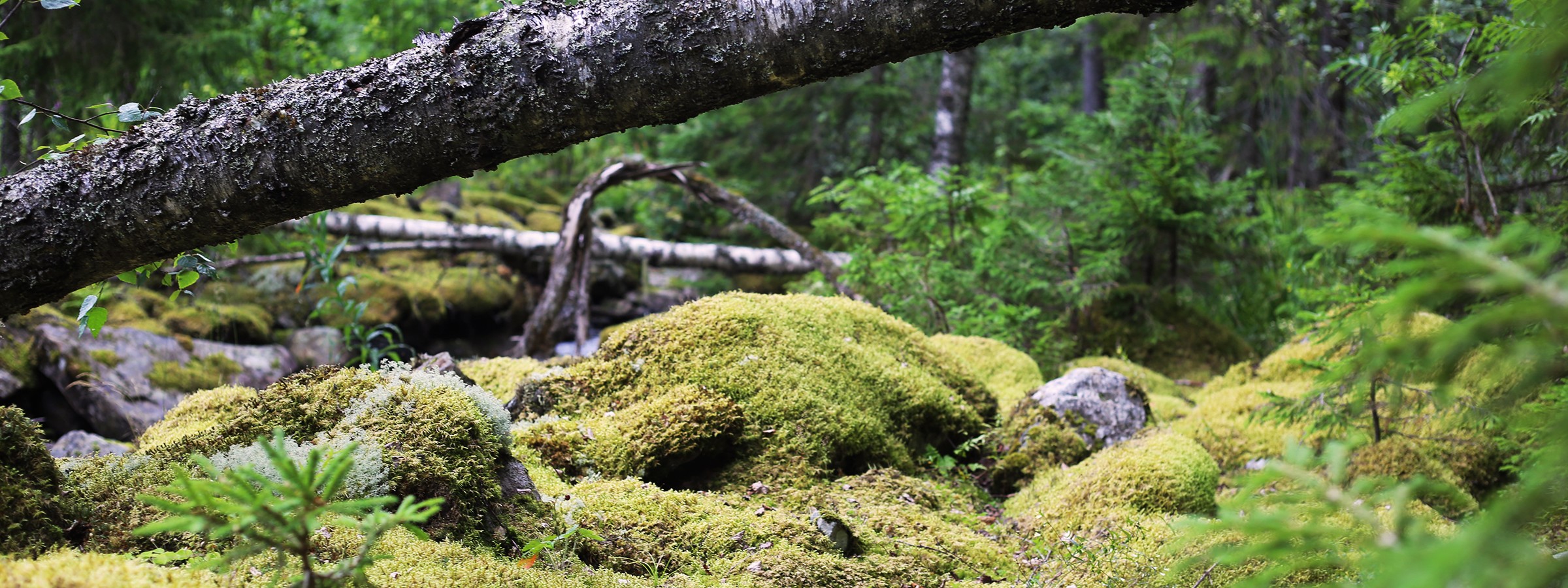 80-vuotispäiviään Viettävä WWF Suomen Perustaja Ja Kunniapuheenjohtaja ...