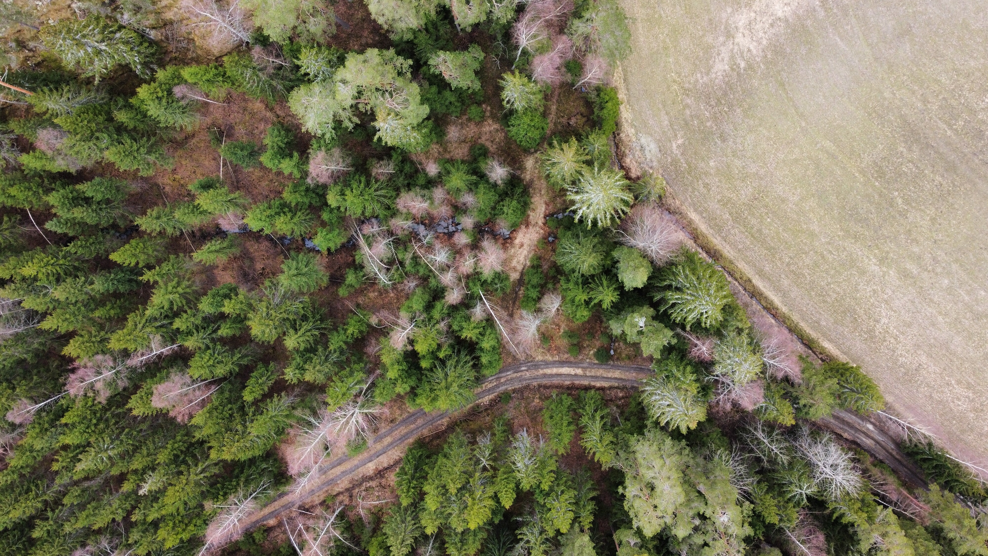 Kuvassa näkyy pellon vieressä metsänreunaa, johon rakennettiin kosteikko osana Metsälähde-hanketta.