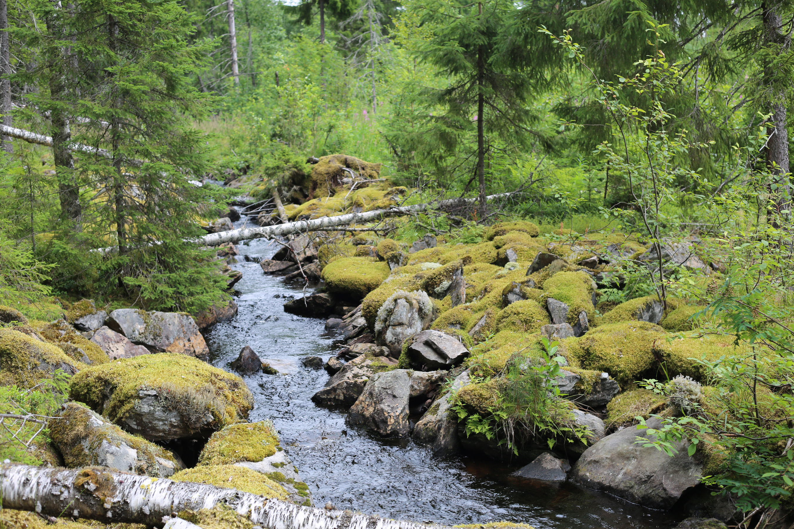 Puroluonto turvaa lajiston monimuotoisuutta ja pidättää vettä ja ravinteita.