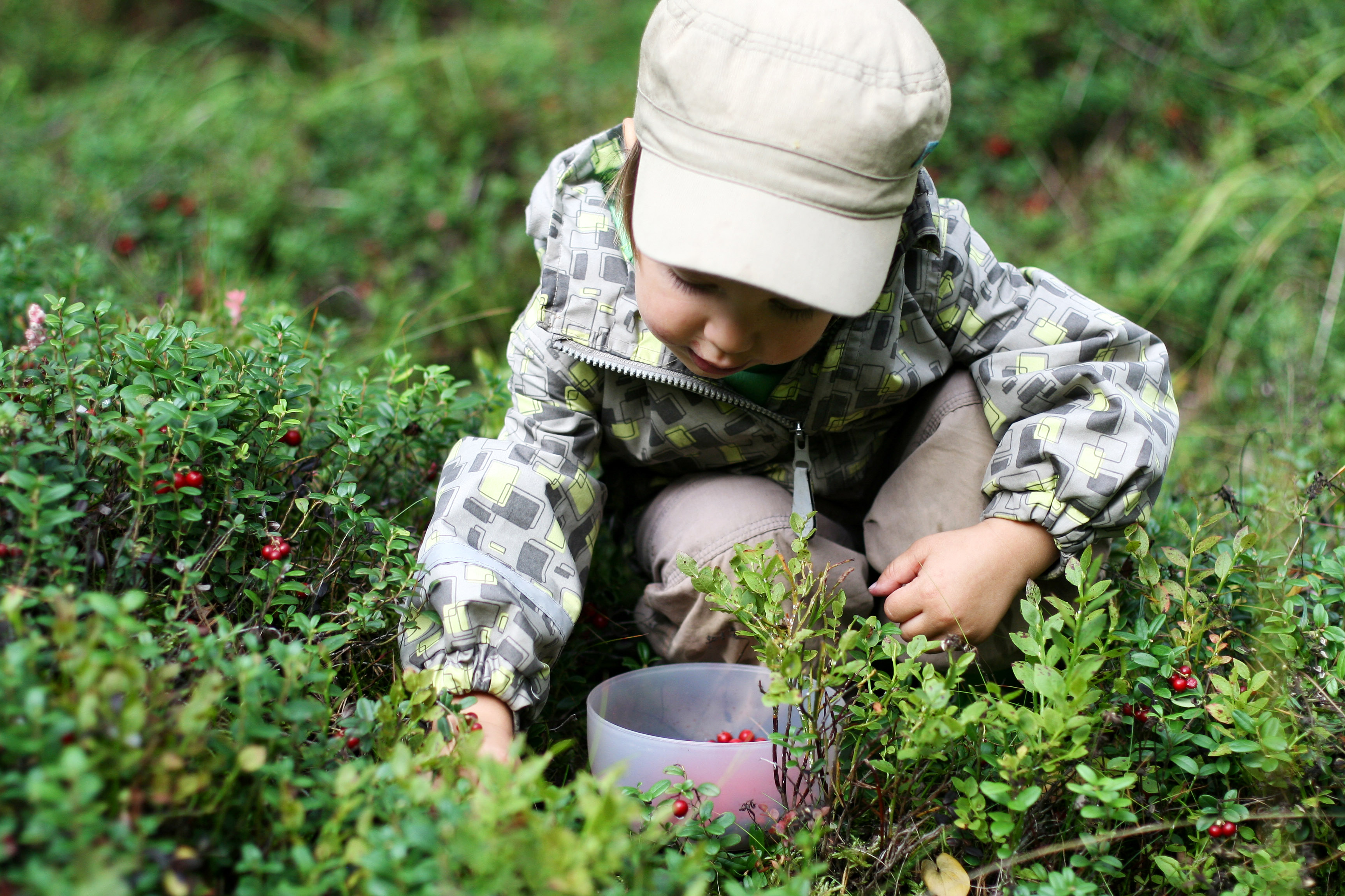 Lapsi kerää puolukoita metsästä muovirasiaan.