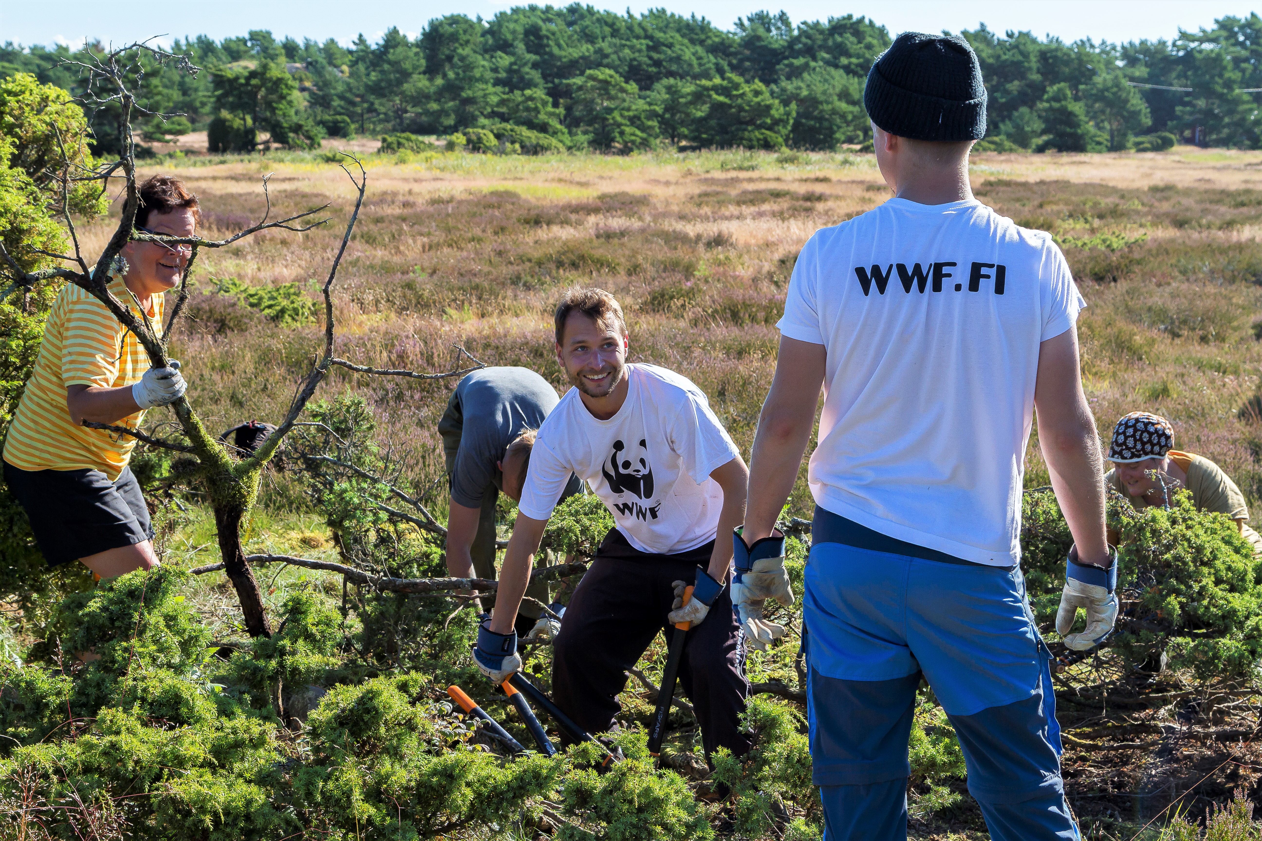 Talkoolaiset kitkevät katajaa WWF:n talkooleirillä Örössä.