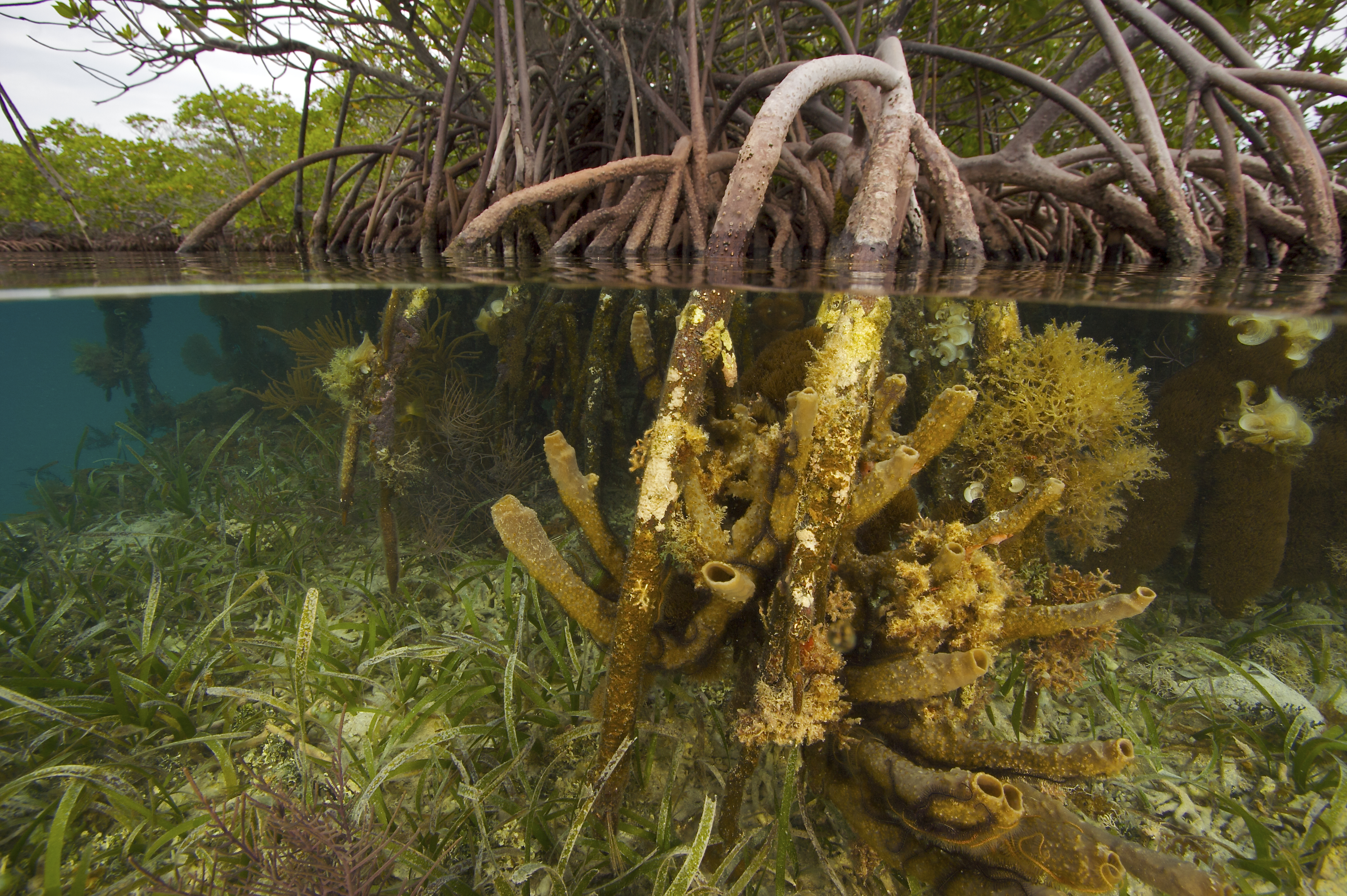 Mangrovemetsän juuret kurottuvat kirkkaan veden alle Belizessä