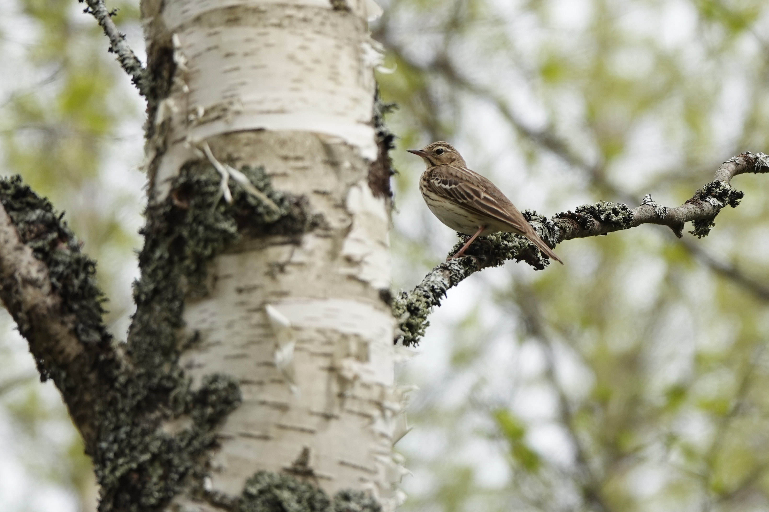 Metsäkirvinen koivun oksalla.