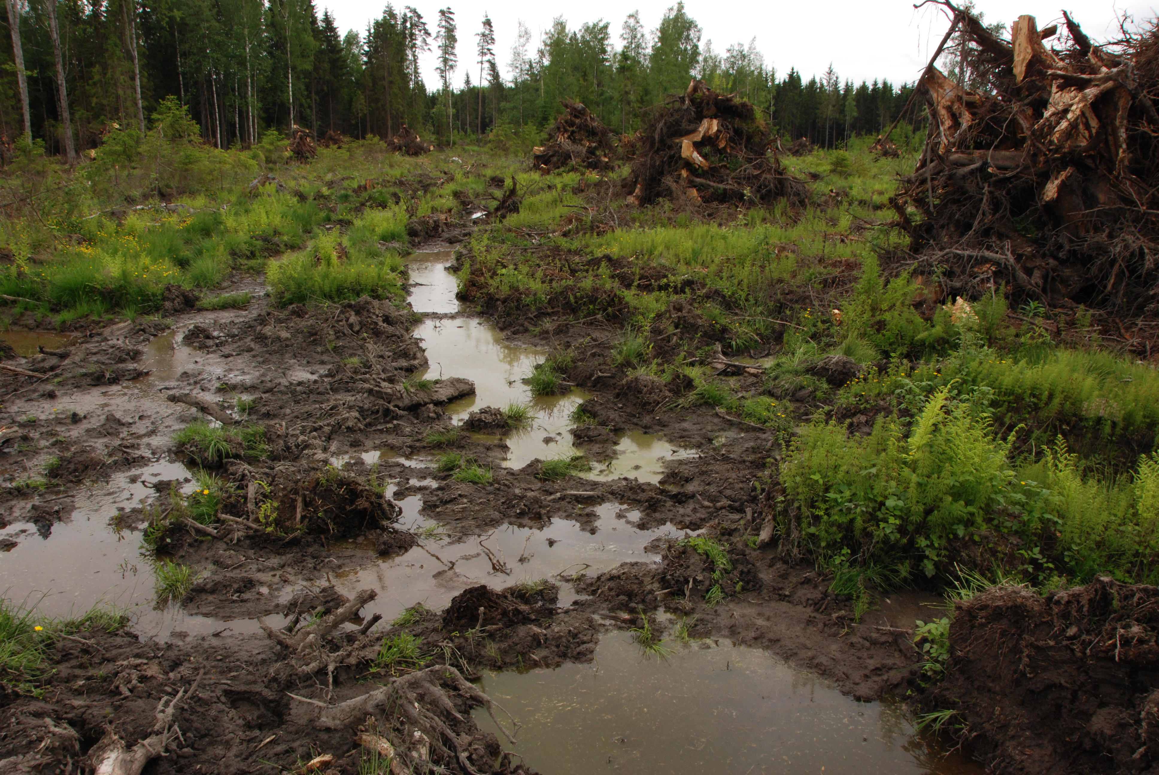 avohakkuu
