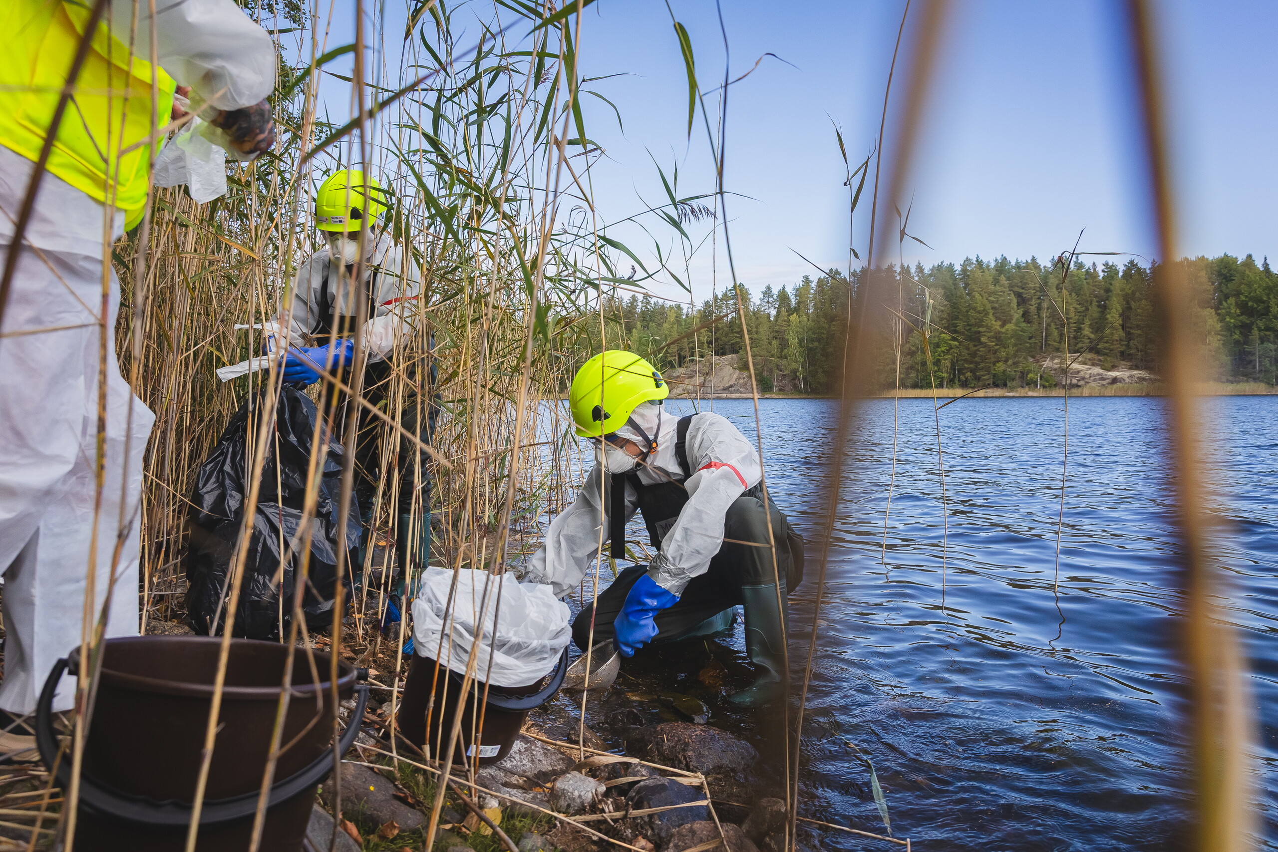 WWF:n öljyntorjujat valkoisissa suojahaalareissa siivoavat kaislikkoista rantaa. Myrkyllisen öljyn takia työssä käytetään hengityssuojainta.