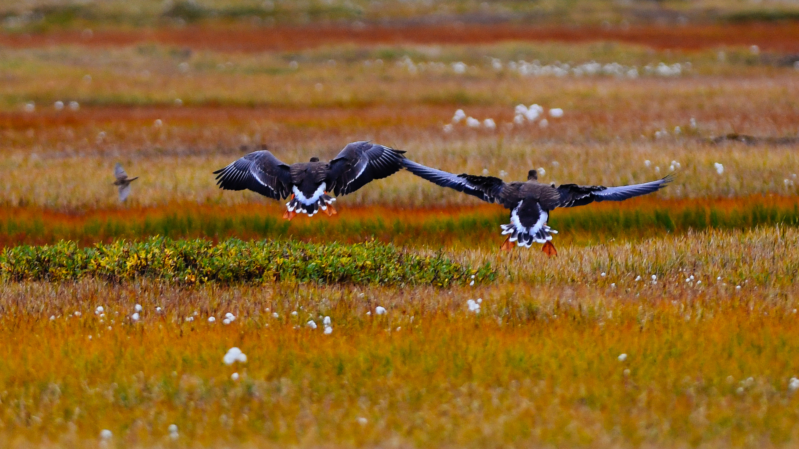 Ilmastonmuutos K yhdytt Luontoa Nopeasti Kaikkialla Maapallolla WWF ilmastonmuutos-k-yhdytt-luontoa-nopeasti-kaikkialla-maapallolla-wwf