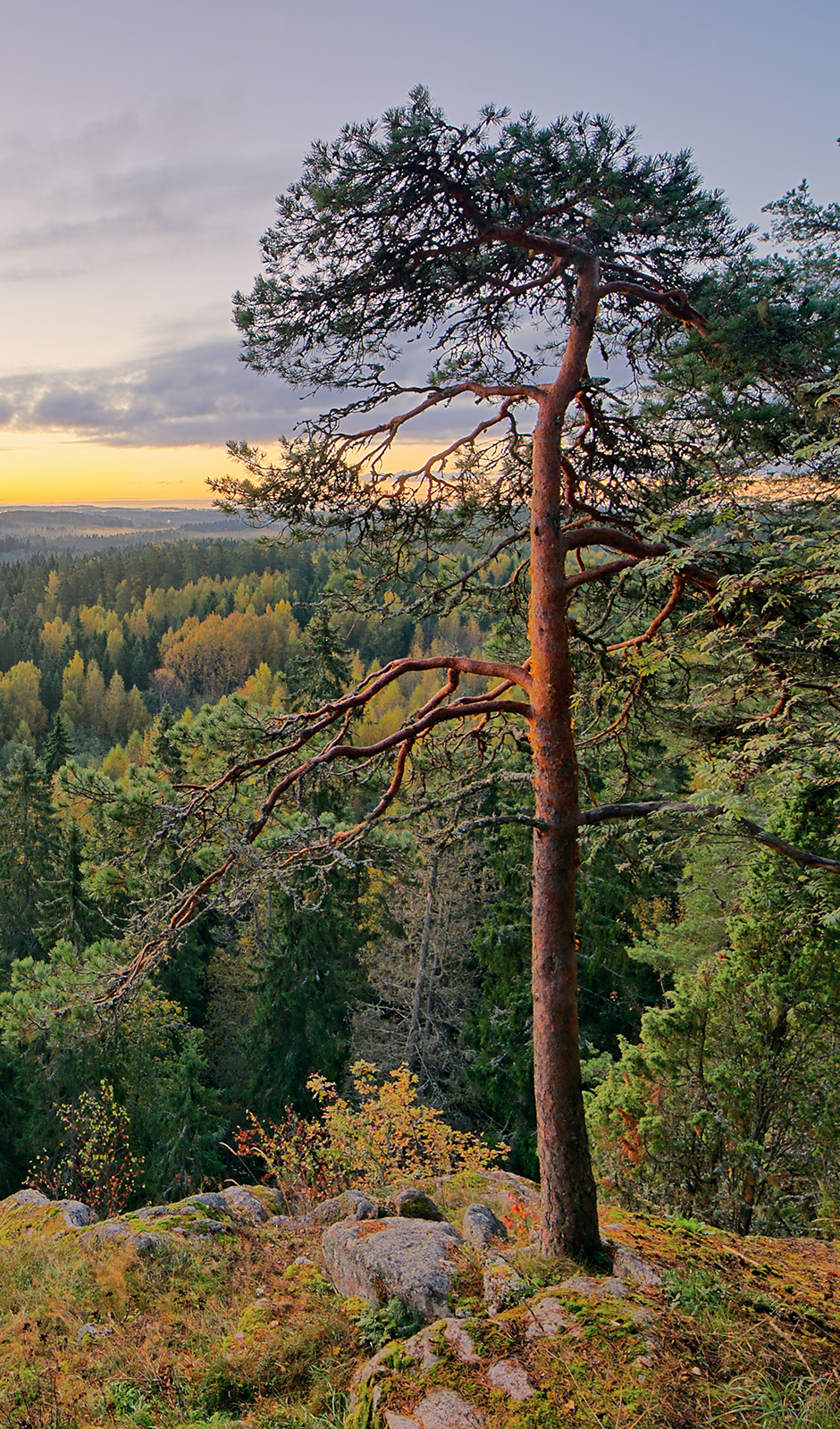 Sekametsä – WWF Suomi