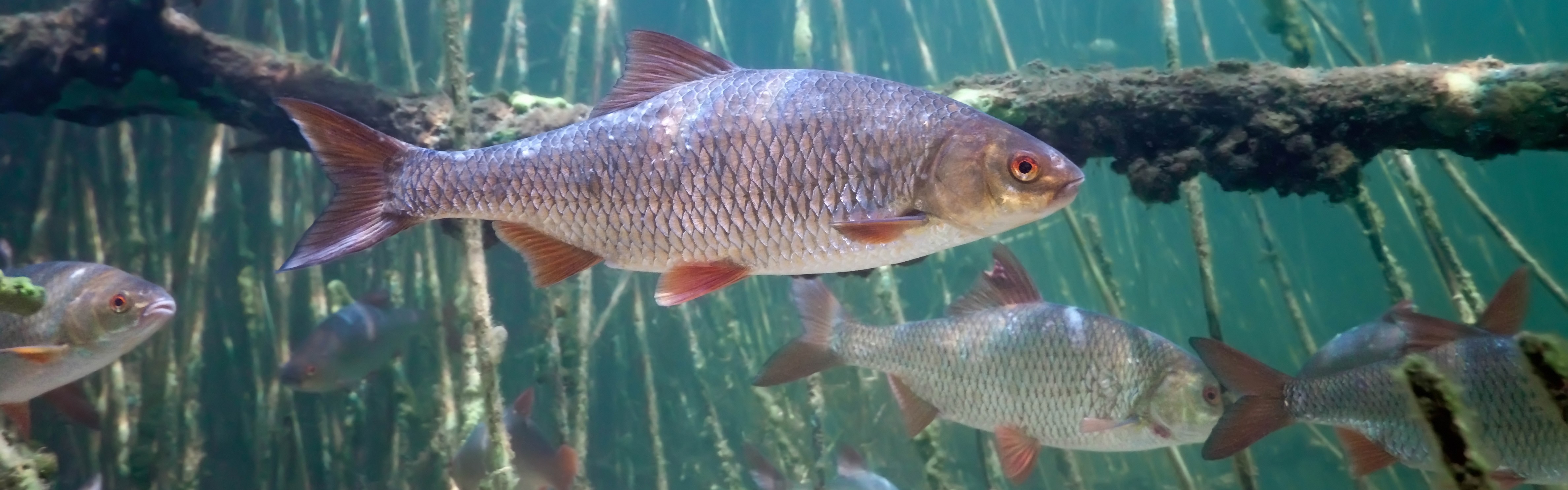 Kalasaalis voi näyttää erilaiselta tulevaisuudessa ‒ ilmastonmuutos  hyödyttää särkikaloja, kylmän veden kalat kärsivät – WWF Suomi