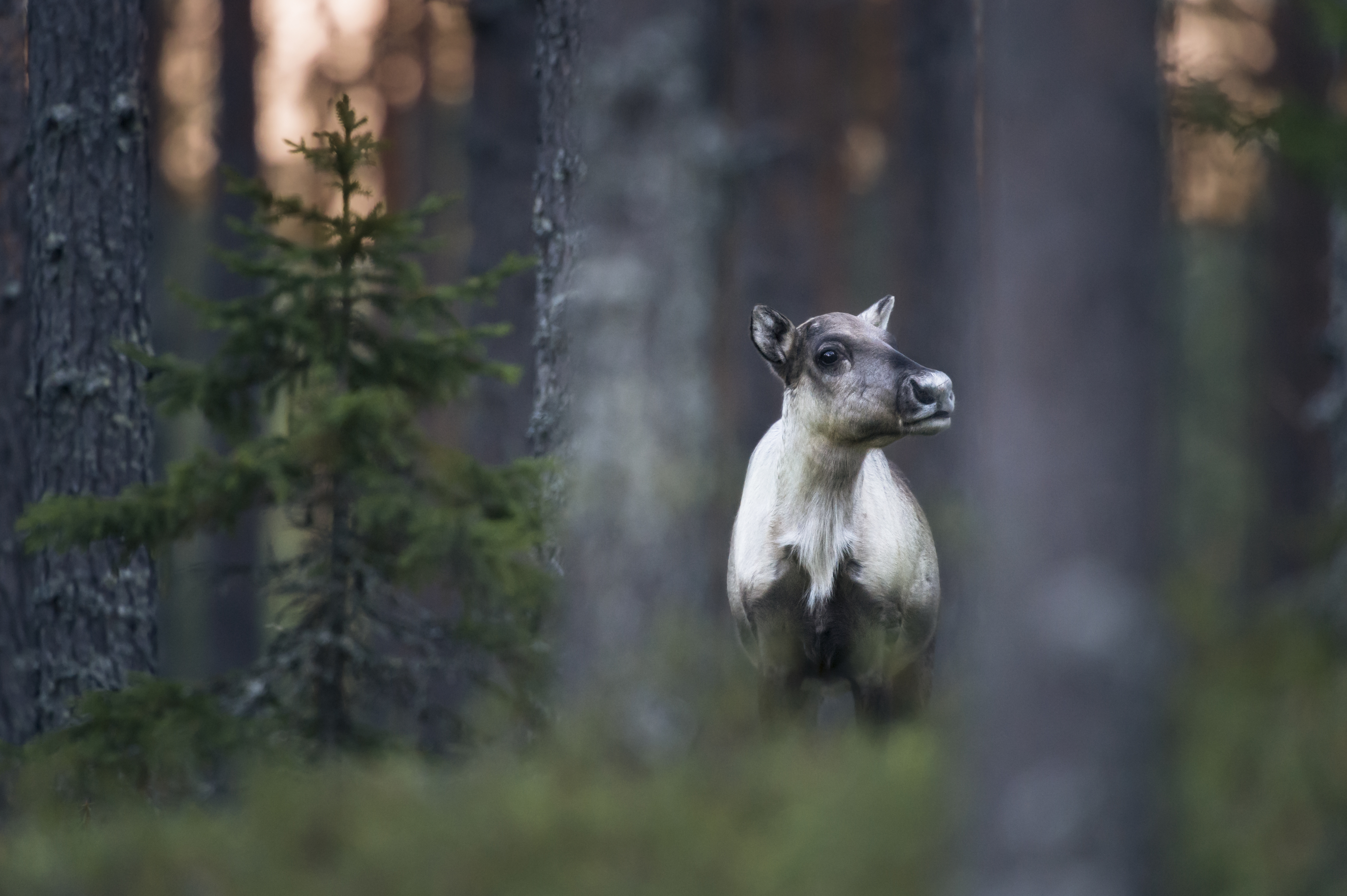 Yksinäinen metsäpeura metsän siimeksessä.