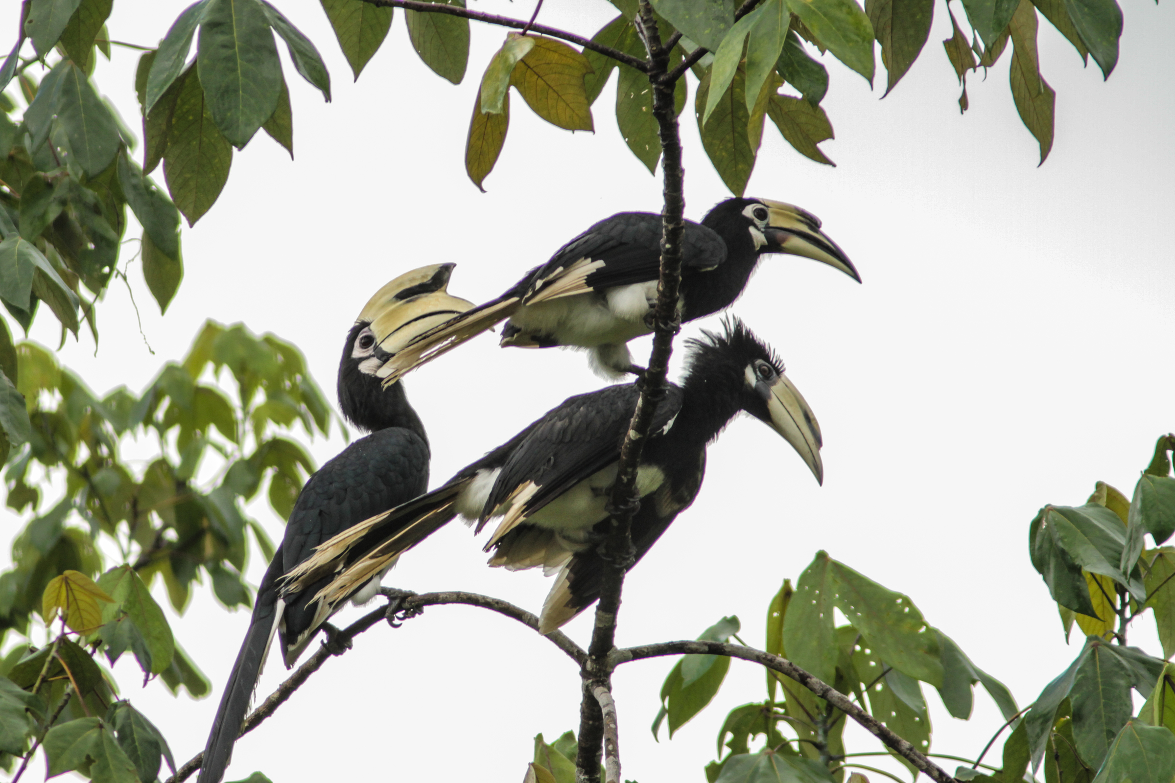 Sarvinokkalintuja Borneolla