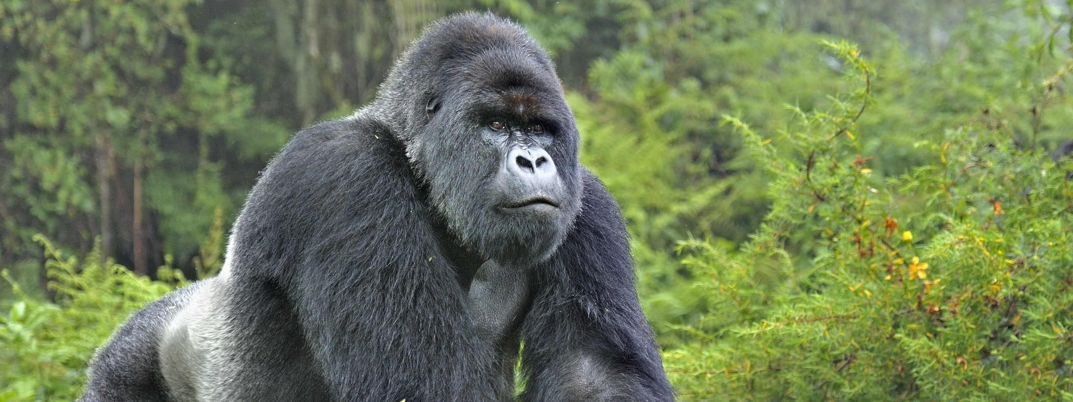 В какой природной зоне обитают обезьяны. Горная горилла. Горилла картинки. Шимпанзе природная зона.