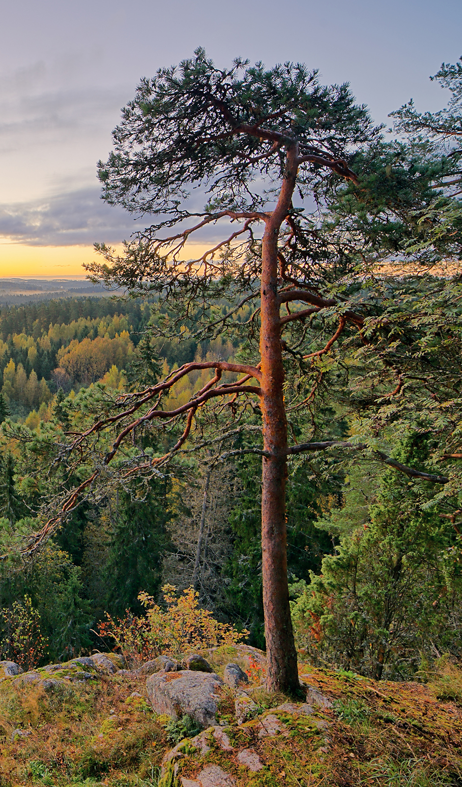 Hallitus ja hallintoneuvosto – WWF Suomi