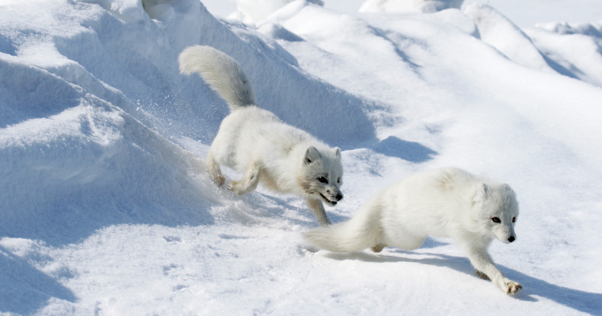 Arktisen alueen elämää esittelevä oppimateriaali kertoo tarinoita arktisten lajien elämästä, auttaa ymmärtämään arktisia ilmiöitä omassa lähiympäristössä ja kannustaa toimimaan luonnon puolesta.