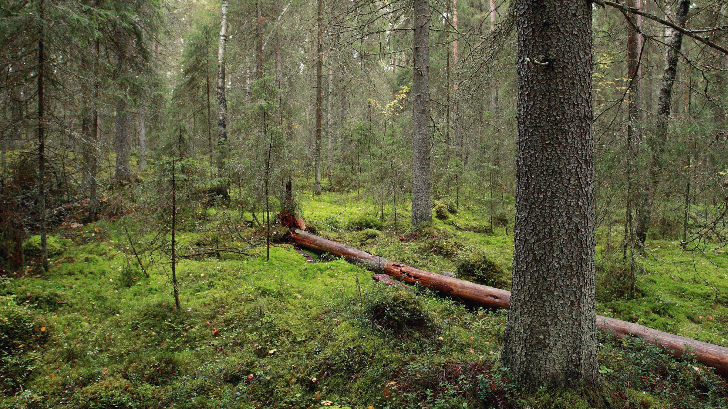 Kaikilla on oikeus vaikuttaa yhteisiin metsiimme, mutta mistä tunnistaa  suojelun arvoisen metsän? – WWF Suomi