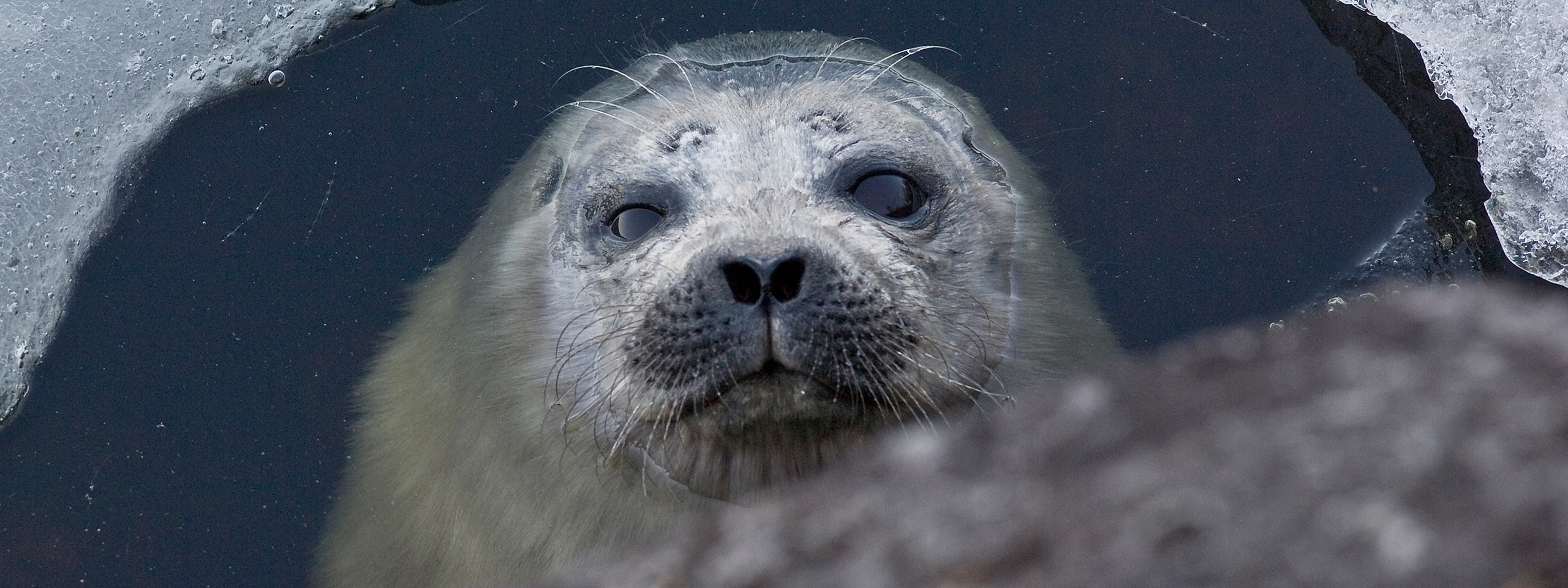 Saimaannorppien Kanta Kasvussa Vaikeasta Talvesta Huolimatta – WWF Suomi