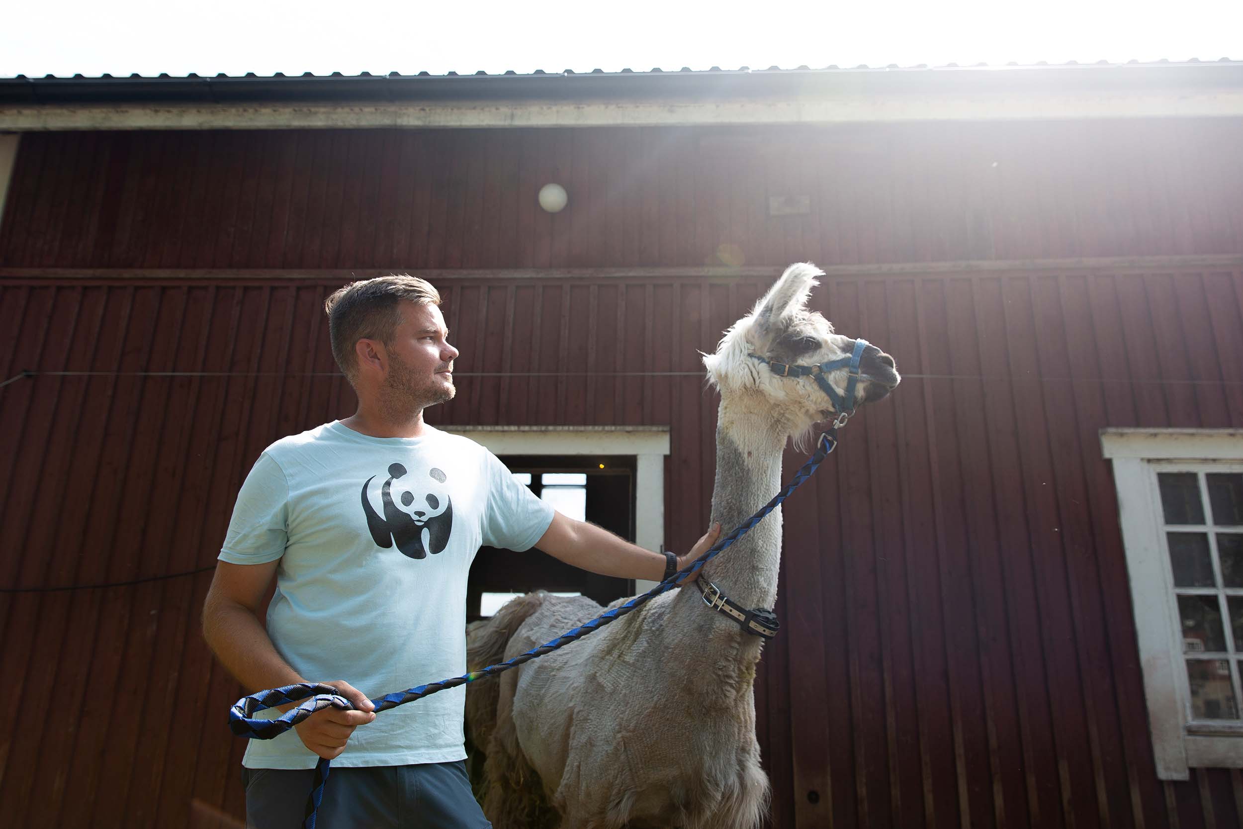 Lauhkeasta Laamasta Kuoriutuu Tositilanteessa Taistelija Jingo Ja lauhkeasta-laamasta-kuoriutuu-tositilanteessa-taistelija-jingo-ja