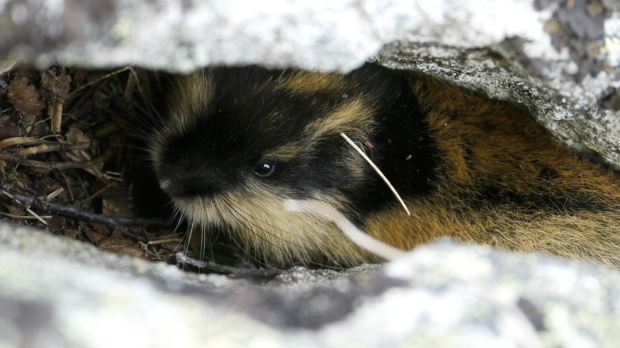 Tunturisopuli kurkistaa pesäkolostaan.