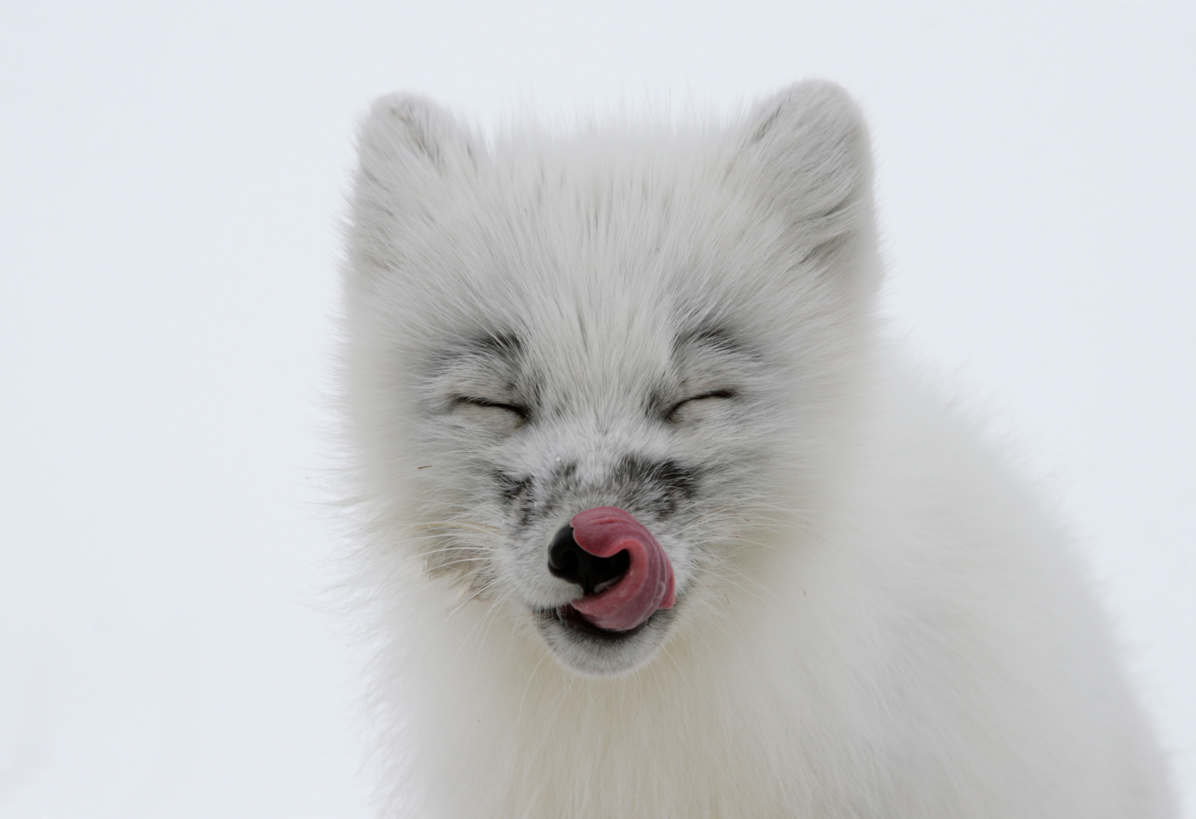 Naali WWF Suomi