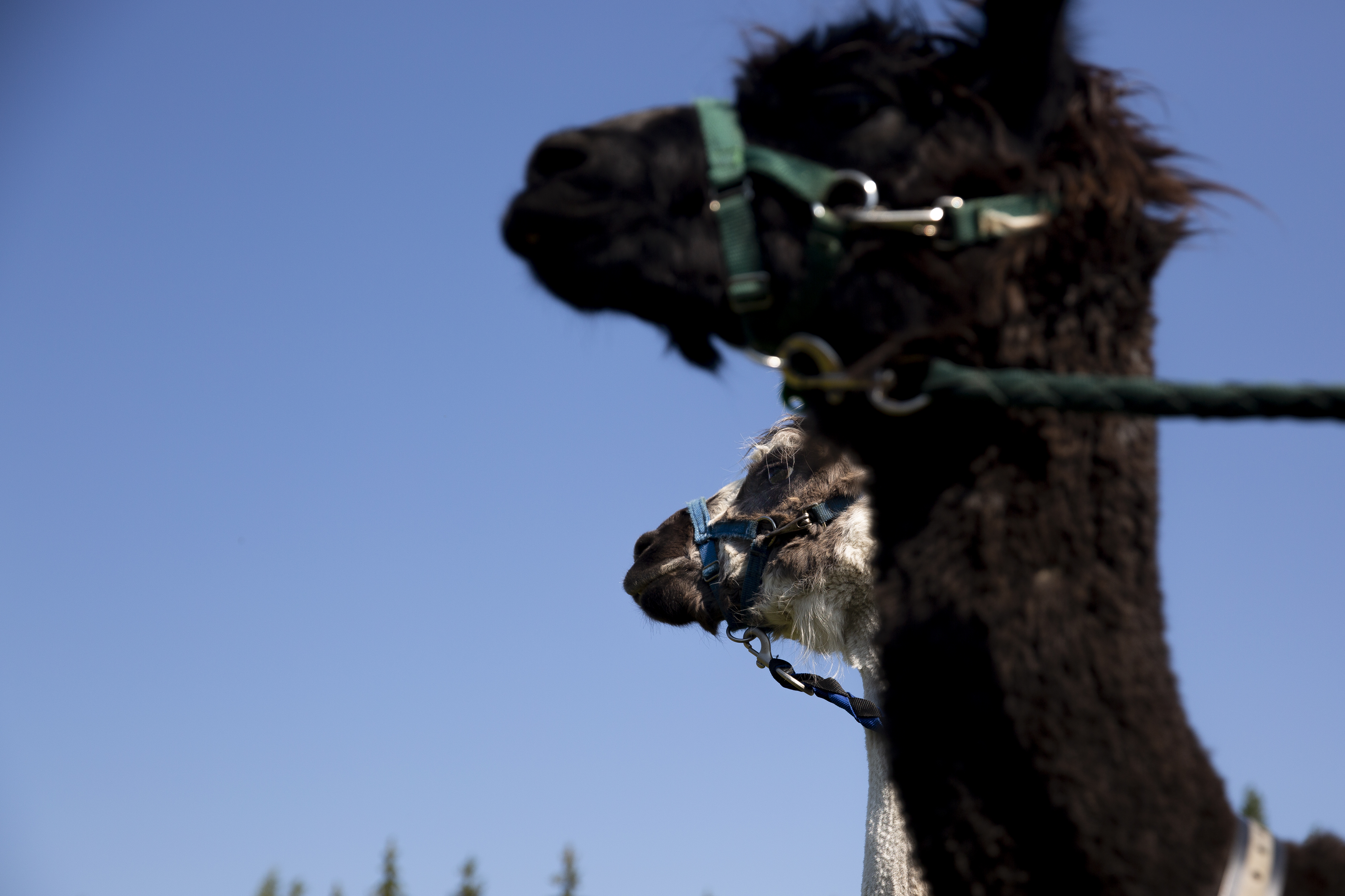 Laamat lammaspaimenina Mikkolan tilalla Salossa; Jingo (vaalea) ja Timotei