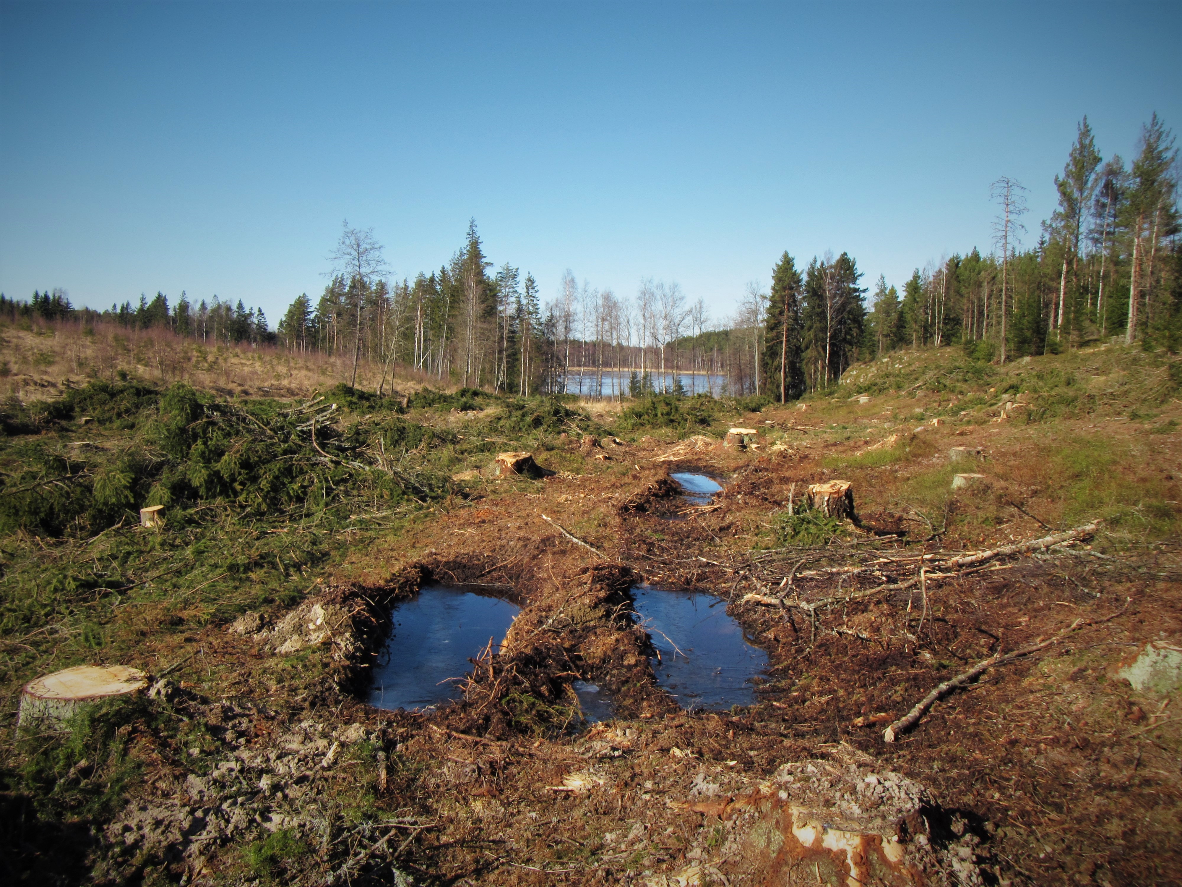 Suomen metsät – WWF Suomi