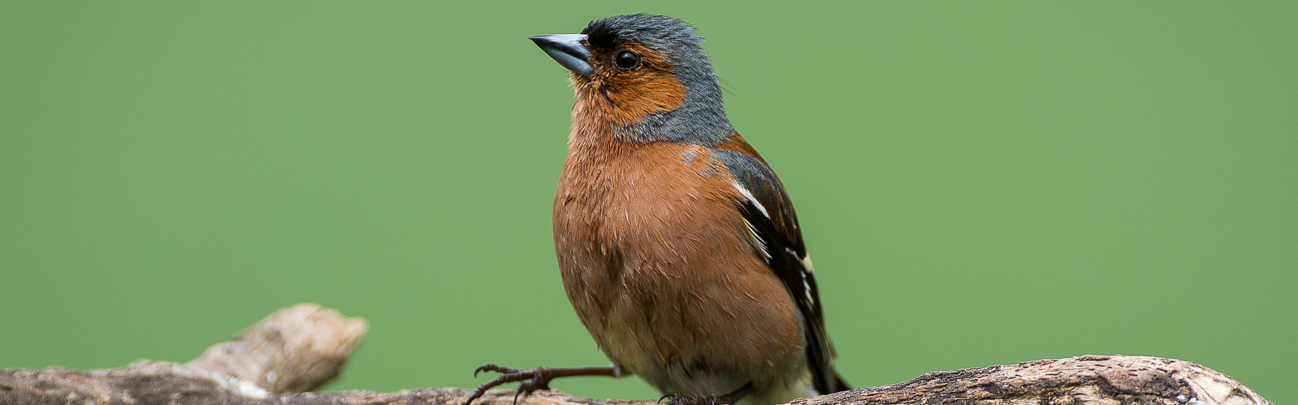 Lintujen pesimäkausi on käynnistynyt, ja nyt tehtävät hakkuut uhkaavat  poikasten selviytymistä – WWF vaatii muutosta luonnonsuojelulakiin – WWF  Suomi
