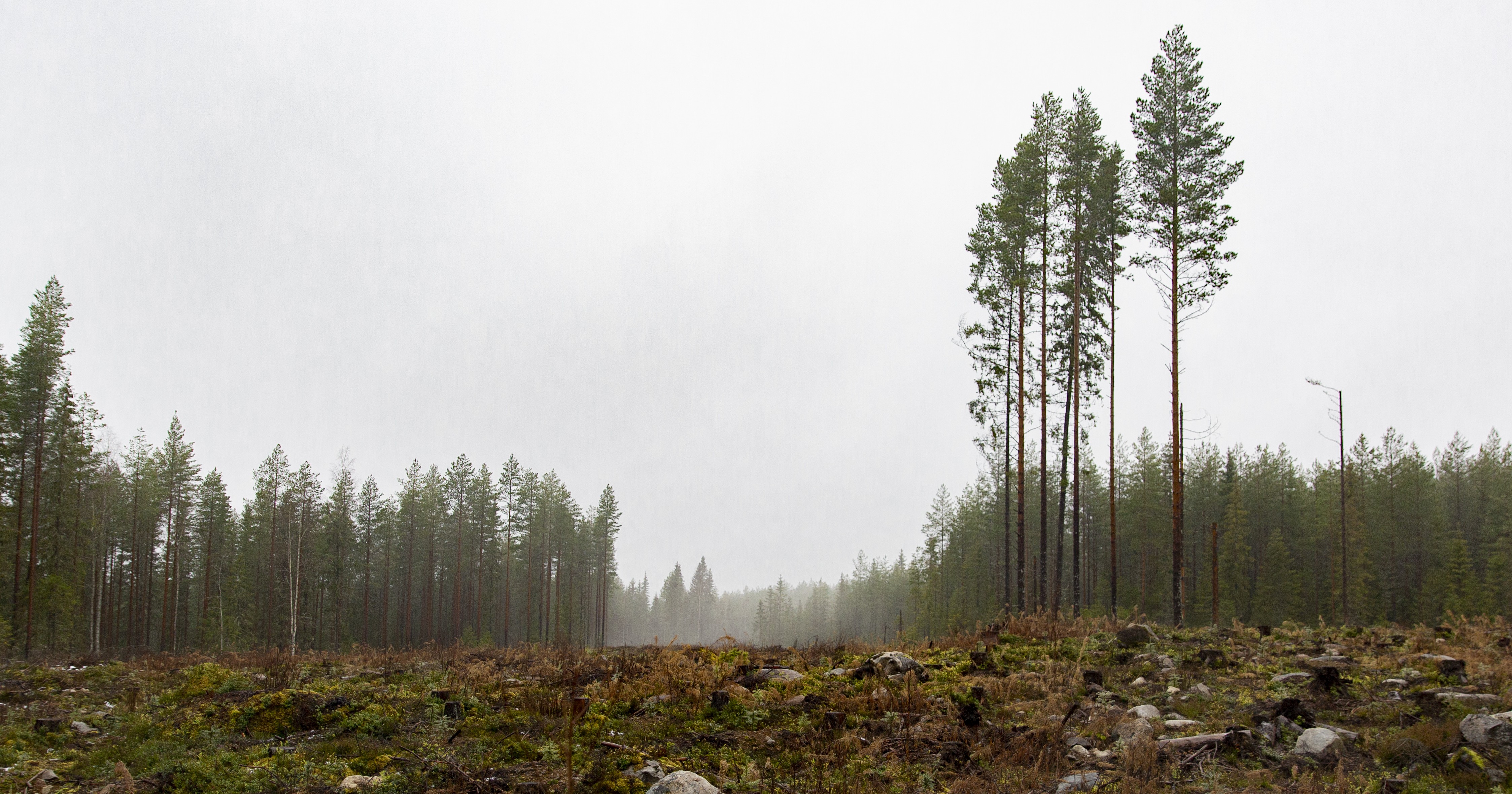 Miten menee, suomalainen metsä? – WWF Suomi