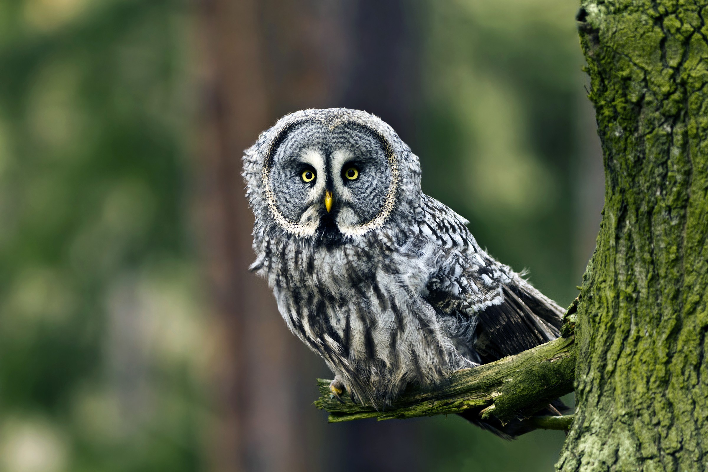 WWF:n Luontoliven kamerat välittävät kuvaa upeista mutta harvinaisista eläinlajeista – myös lapinpöllöstä.