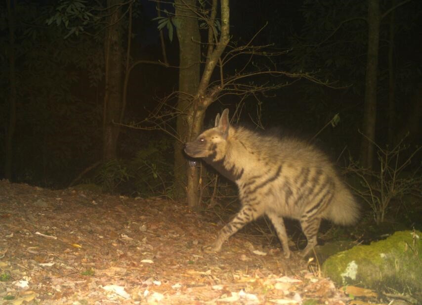 Tiikeri, leopardi, aasianmetsäkissa…Uskomaton määrä eri lajeja tallentui WWF:n  riistakameroihin Nepalin vuoristoalueella – WWF Suomi