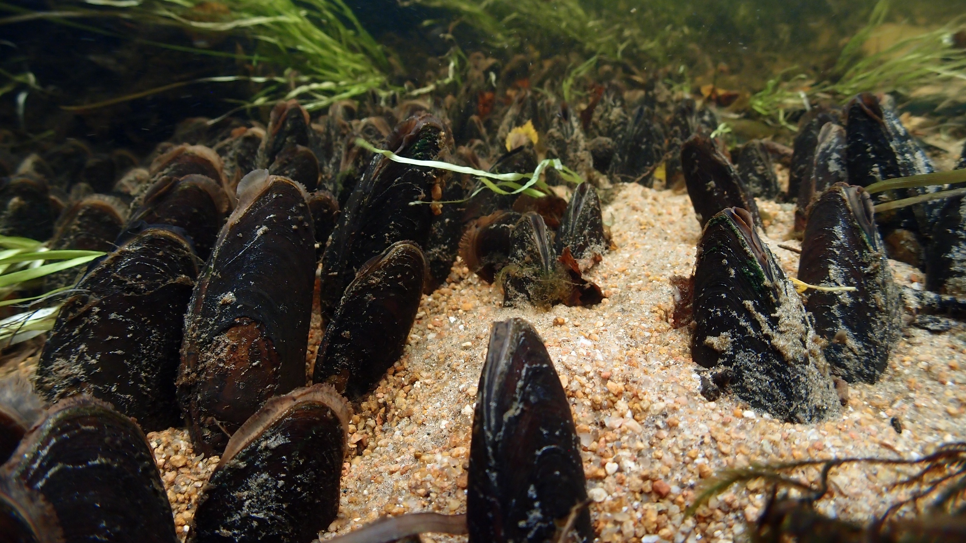 Freshwater Pearl Mussel WWF Wildlive WWF Suomi   Raakut Panu Oulasvirta 1 Aspect Ratio 16 9 