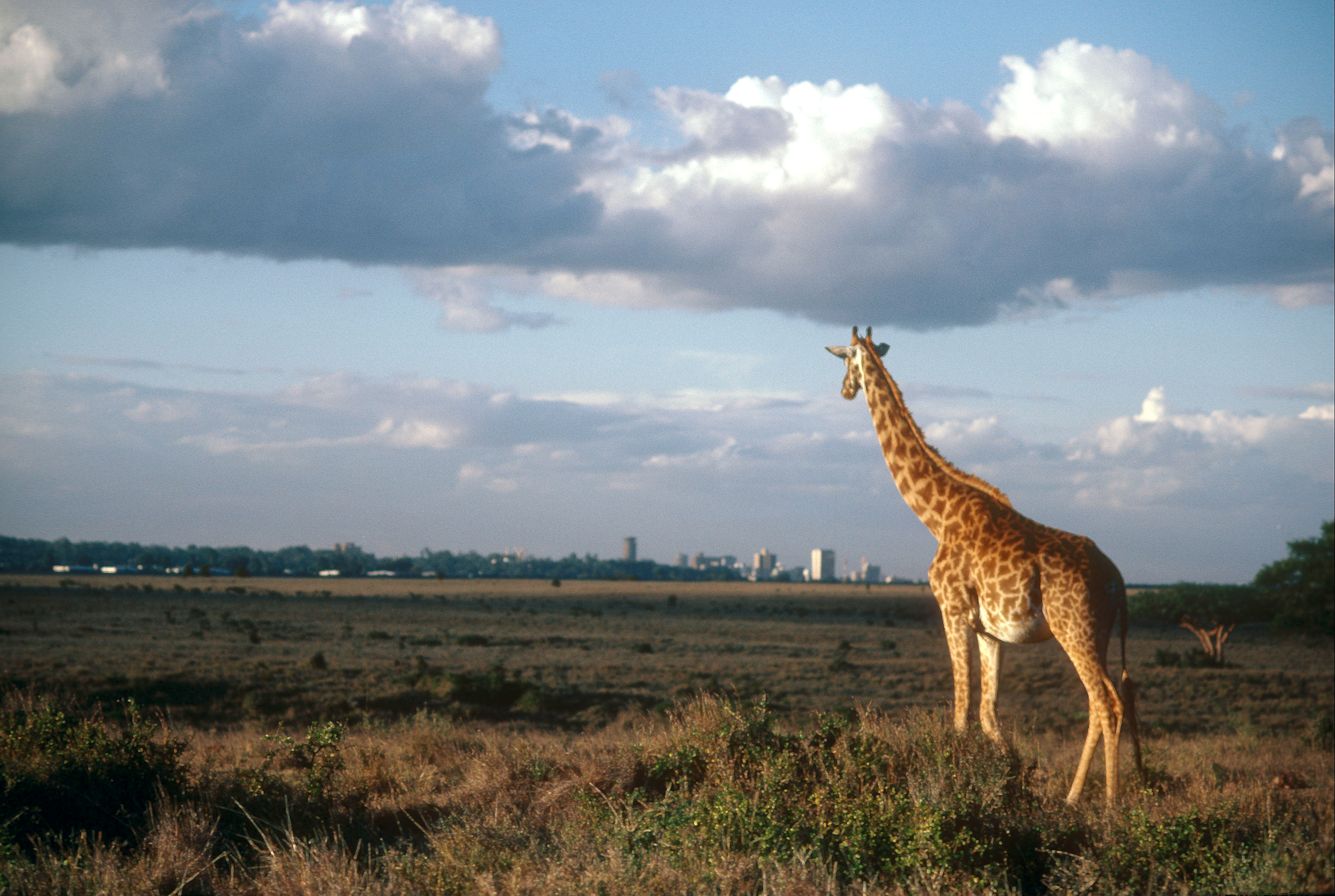 Kirahvi, Nairobi