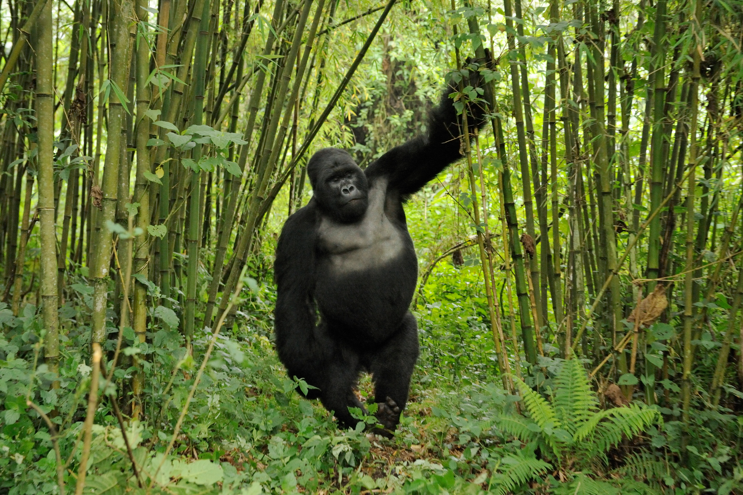 Местообитание горилл шимпанзе ленивцев леопардов ягуаров
