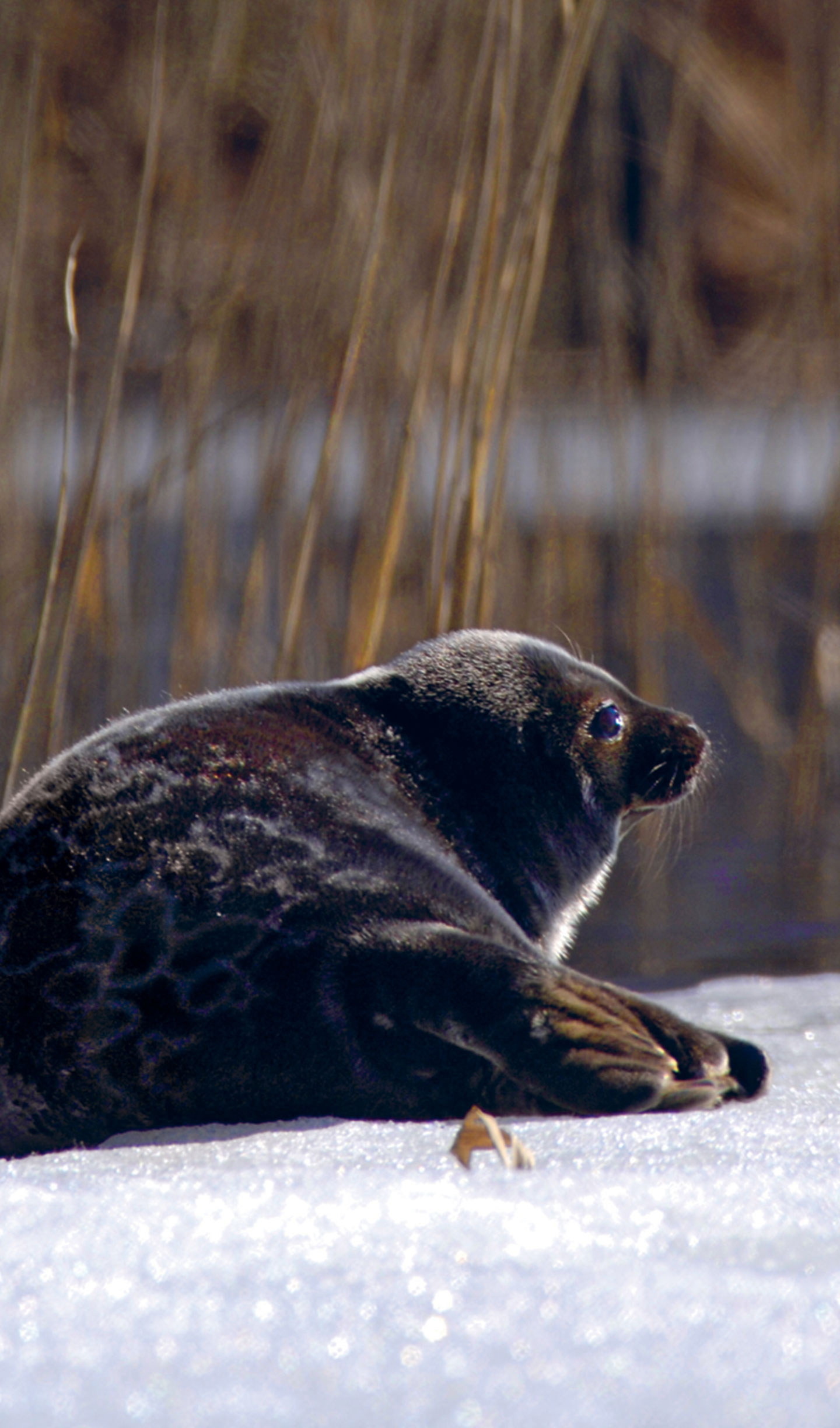 Norppa Pyyhe Vuoden 2023 Norppa-arpajaiset – WWF Suomi