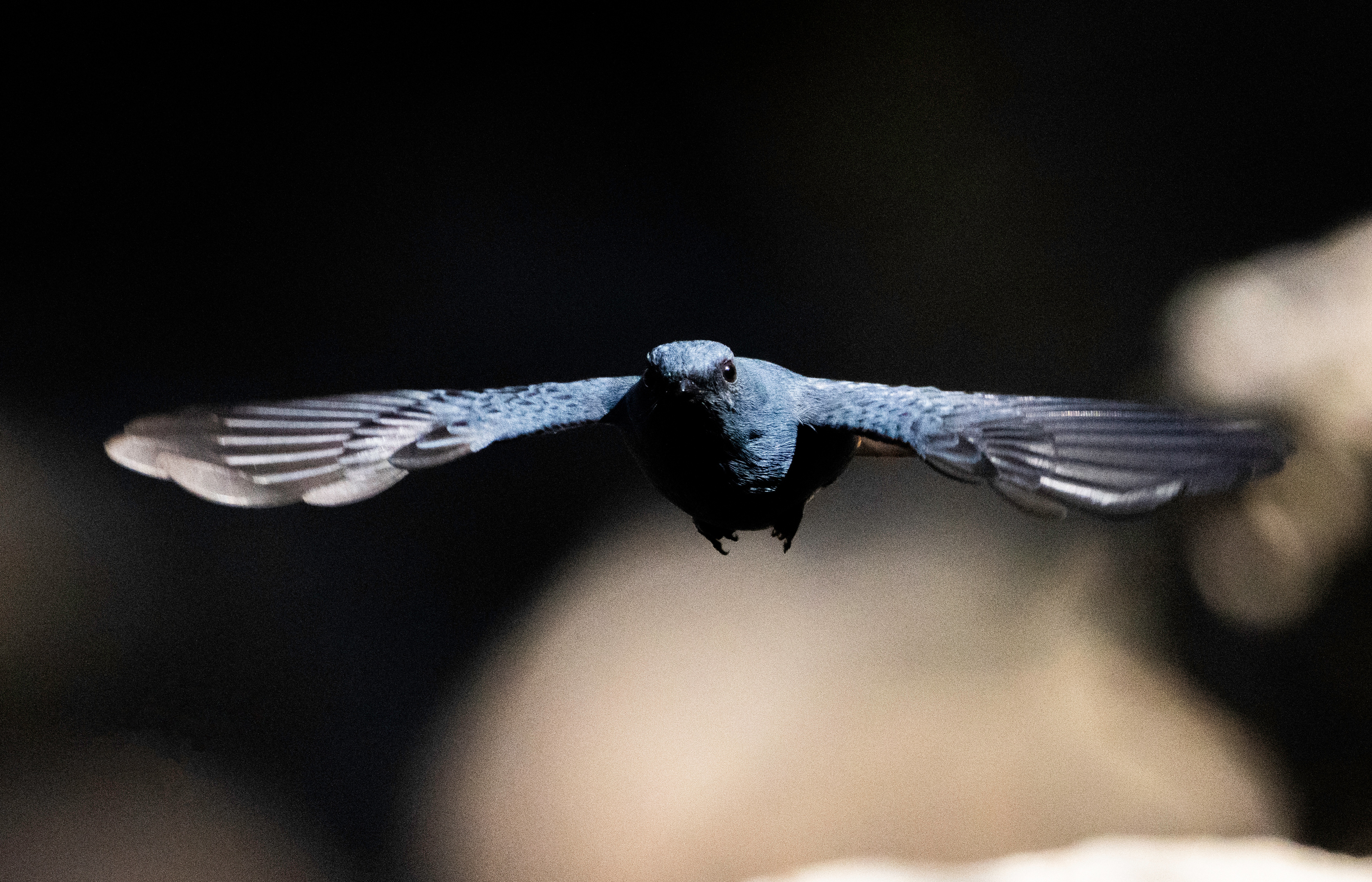 Phoenicurus fuliginosus kuuluu leppälintuihin