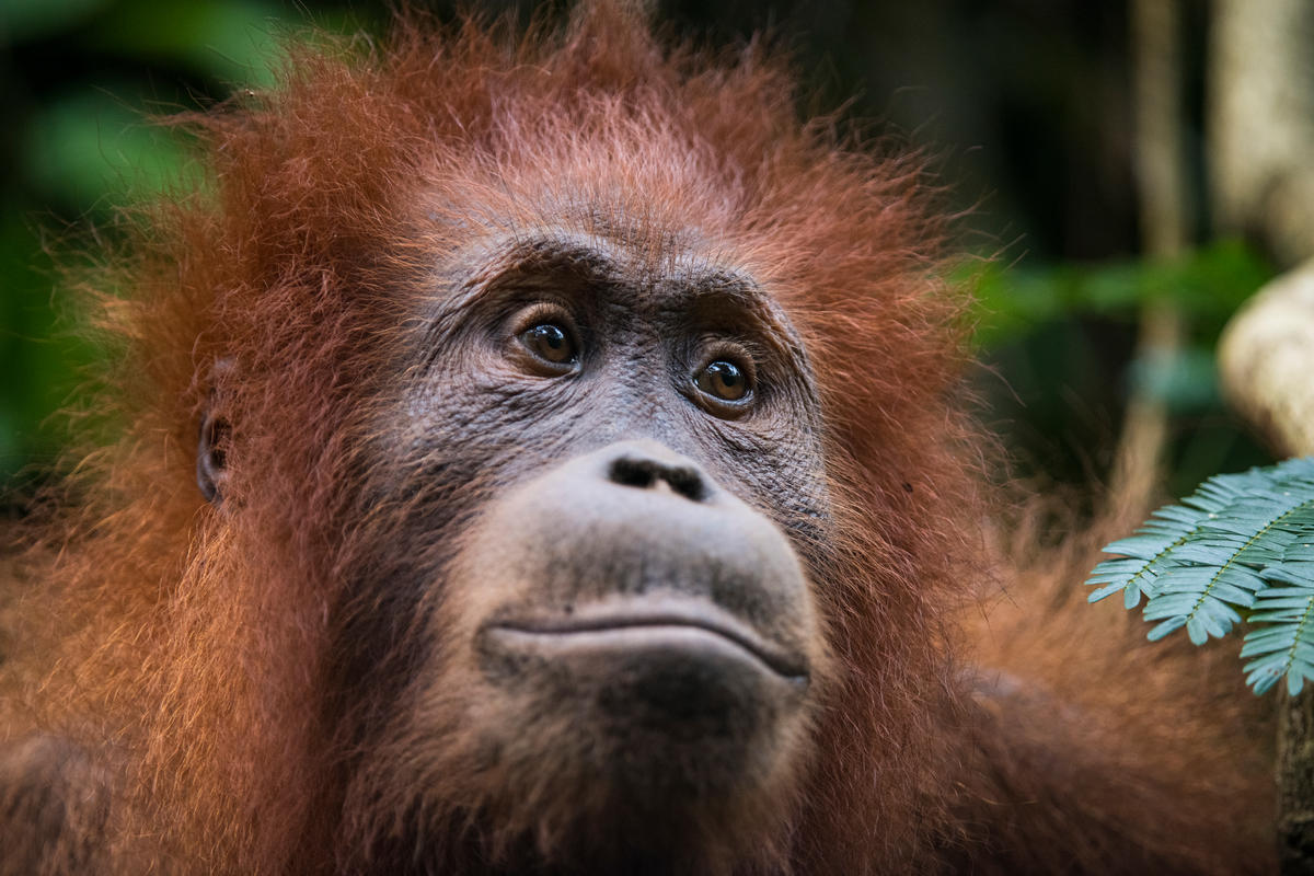 Orangit Orangit – WWF Suomi