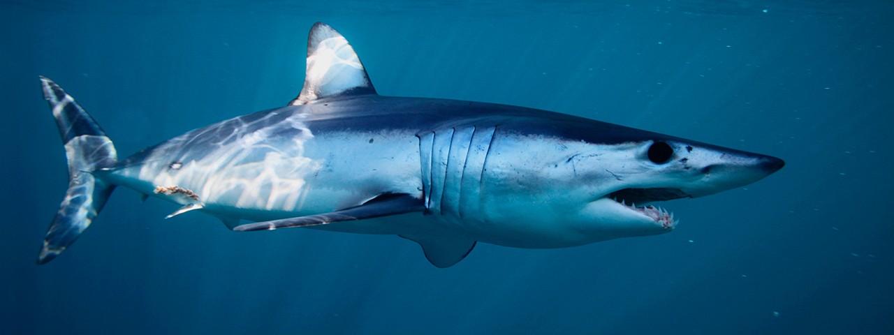 Välimeren hait ovat maailman hailajeista eniten vaarassa – WWF Suomi