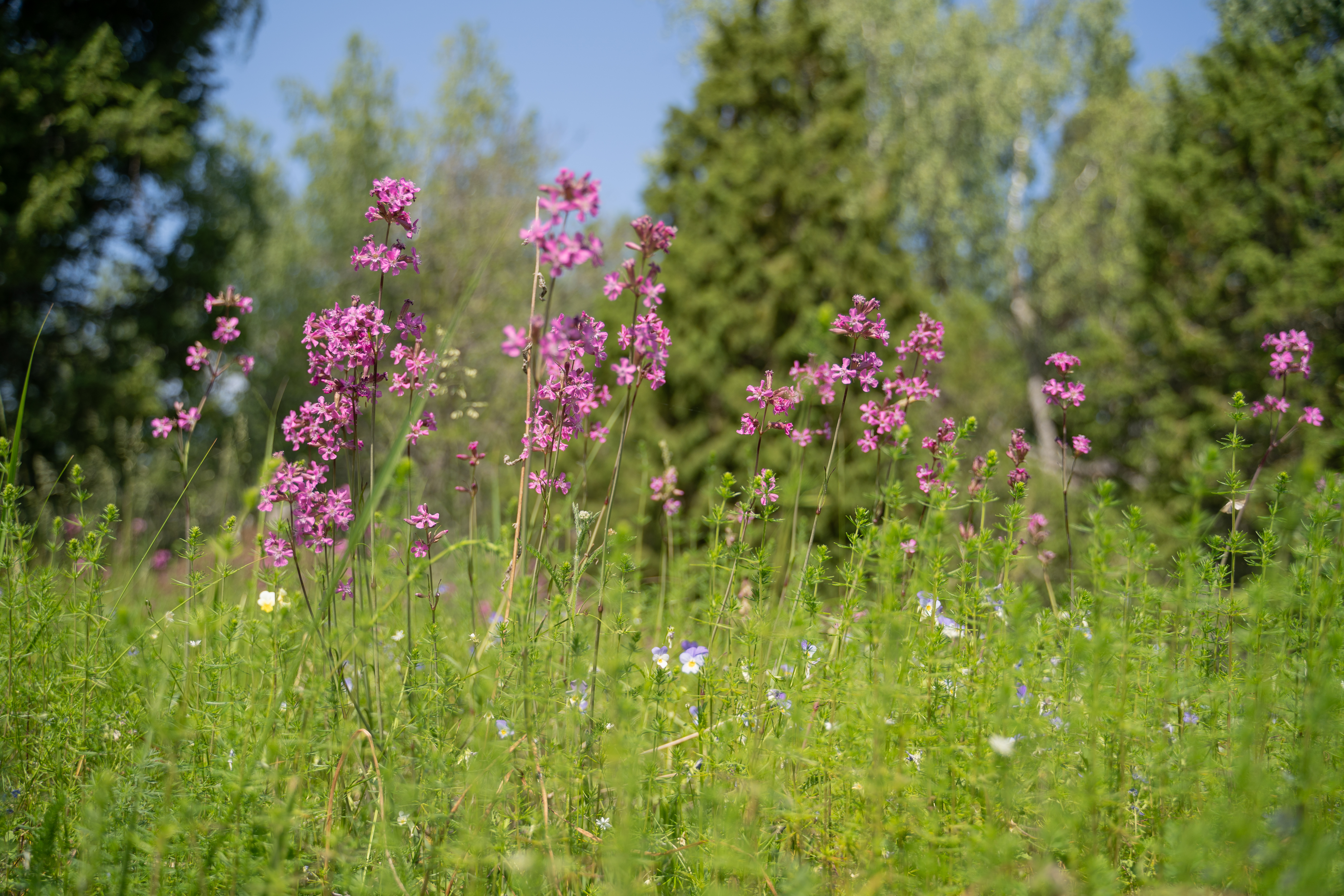 Mäkitervakkoja, eli pinkkikukkaisia kasveja niityllä lähikuvassa.
