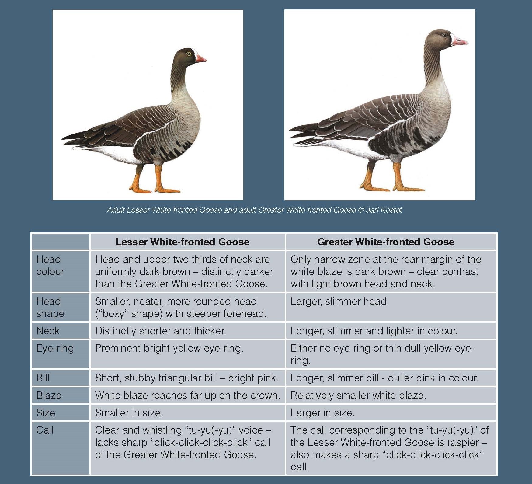 Fronted Life Less White Fronted Goose – Greater White-Fronted Goose Life ...