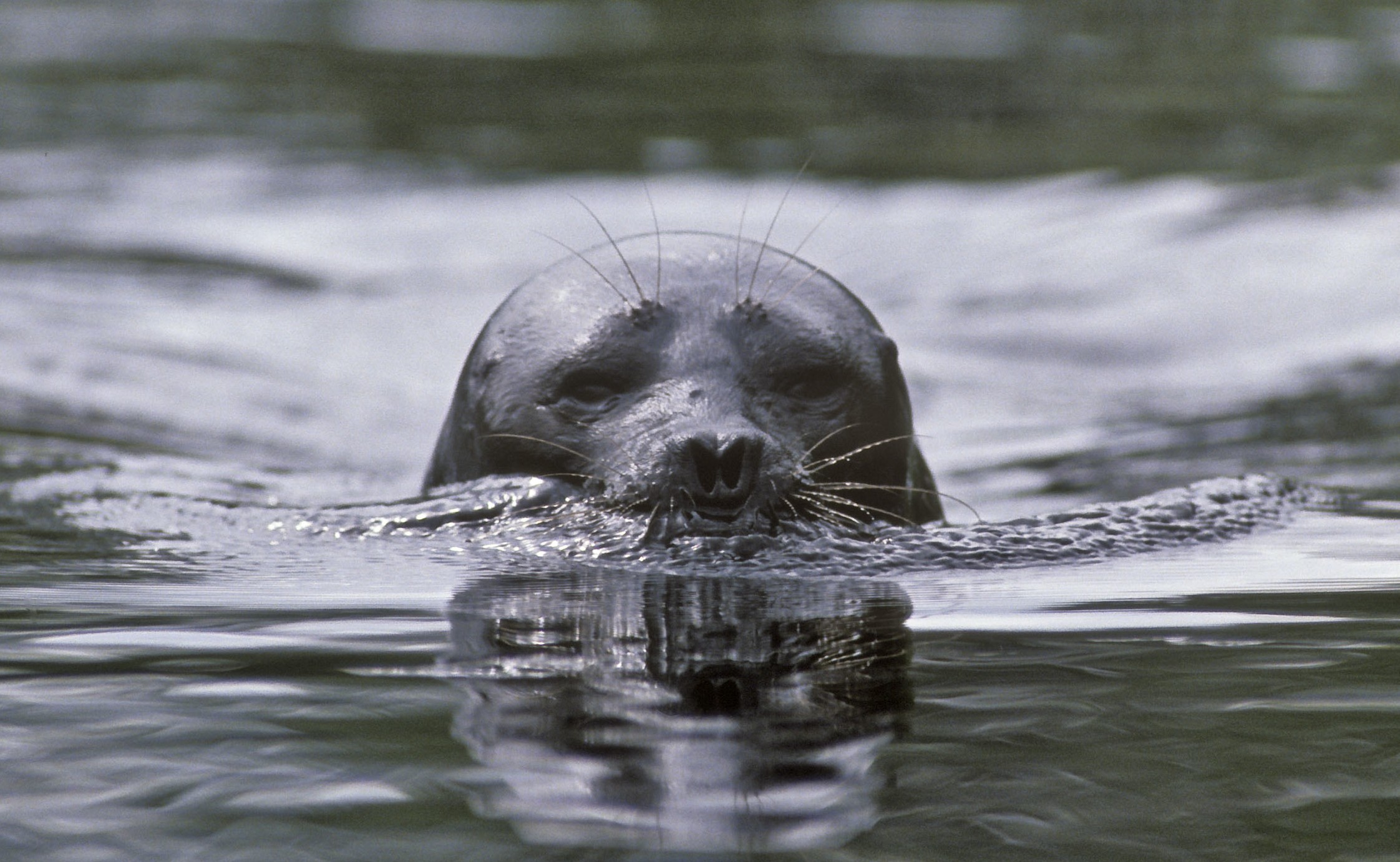 Norppa Pyyhe Norppalive – WWF:n Luontolive – WWF Suomi